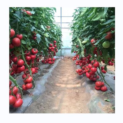 Invernadero pequeño de película de túnel para el cultivo de tomates de 6 a 10 m de ancho