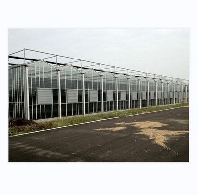 Gran invernadero agrícola inteligente holandés vidrio para tomates pepino lechuga