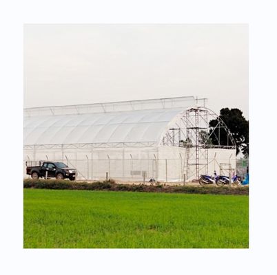 Invernadero de túnel único con película PE de protección UV de 200 micras para el cultivo de tomates y pepinos
