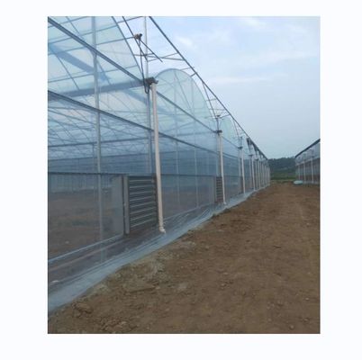 Invernadero de película de plástico para el cultivo de tomate y fresas