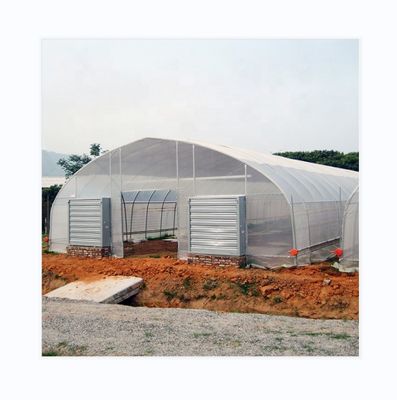 Invernadero de película de sola envergadura con ventilación lateral y de techo para el cultivo de tomates