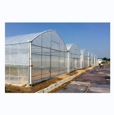 Solución llave en mano para la hidroponía de tomates agrícolas