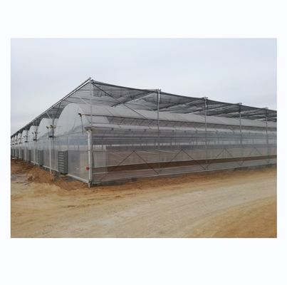 4.0-8.0M Alturas Agricultura Proyecto llave en mano de invernadero de película de plástico de múltiples tramos para tomate