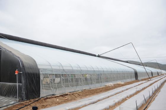 Aumentar el crecimiento de los cultivos en invierno Invernaderos agrícolas de sola envergadura Alturas de 3,5-5M
