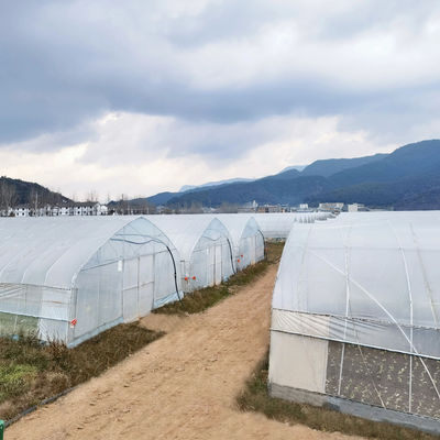 2.5-5M Alturas Tomate Hidropónico Alto túnel Agricultura Invernadero con película