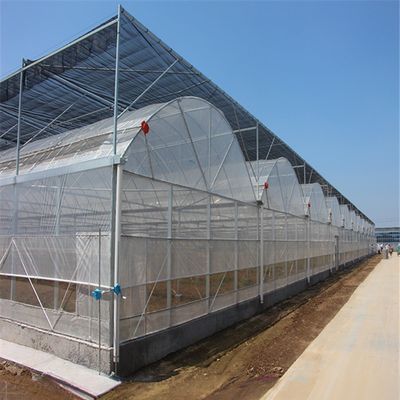 4.0-8.0M Alturas Agricultura Proyecto llave en mano de invernadero de película de plástico de múltiples tramos para tomate