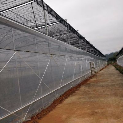4.0-8.0M Alturas Agricultura Proyecto llave en mano de invernadero de película de plástico de múltiples tramos para tomate