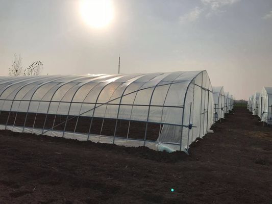 2.5-5M Alturas Tomate Hidropónico Alto túnel Agricultura Invernadero con película