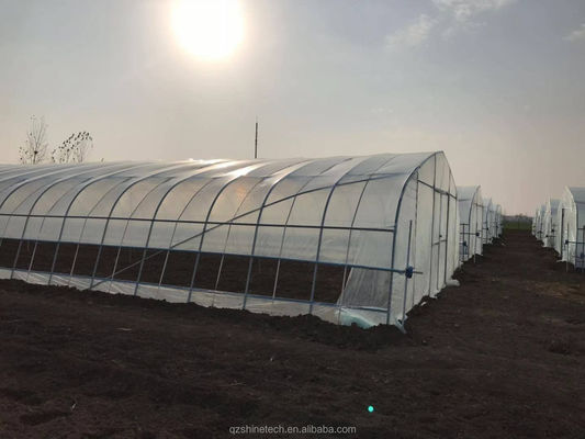 Invernadero de película de PE de longitud única de 6 a 10 m de ancho para tomates