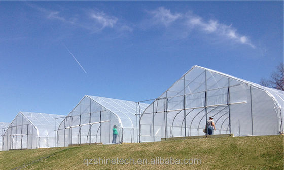 Invernadero de película de PE de longitud única de 6 a 10 m de ancho para tomates