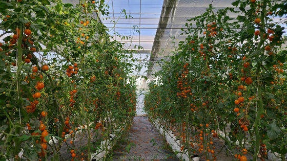 Invernadero agrícola comercial con sistema hidropónico y revestimiento con láminas PC de 8 mm