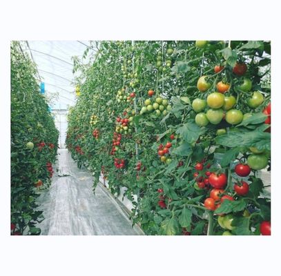 Invernadero agrícola hidropónico de tomate para un rendimiento mejorado en un solo diseño