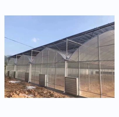 Invernadero chino para el cultivo de tomates