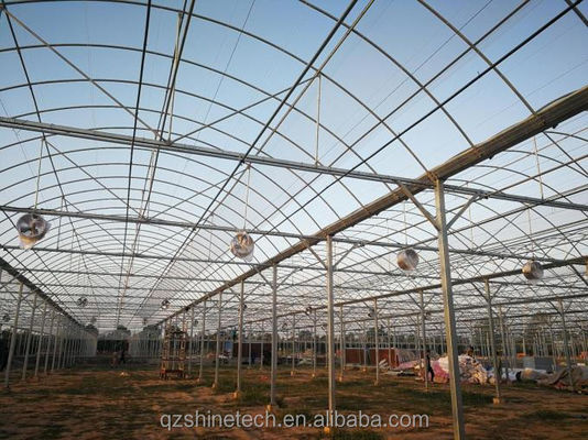 Invernadero chino para el cultivo de tomates