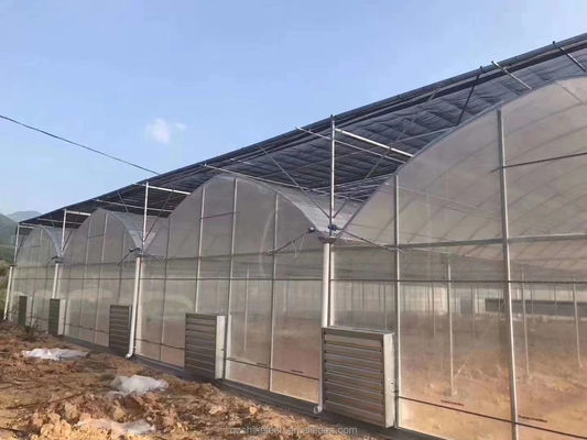 Invernadero chino para el cultivo de tomates