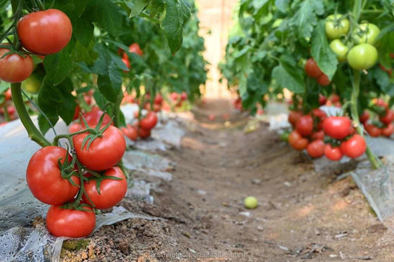 150/200micro Filtro de túnel alto Invernadero agrícola para el cultivo hidropónico de tomate
