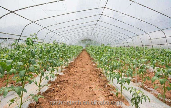 Invernadero de túnel cubierto con película de 150/200micro para el cultivo hidropónico de tomates