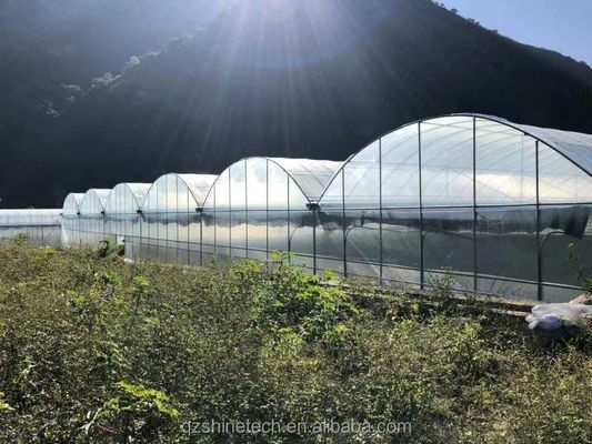 Invernadero inteligente para el cultivo de tomate Invernadero de película de múltiples estiramientos por Shine Tech