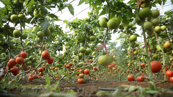 Invernadero agrícola de sola envergadura cubierto con película para el cultivo de cultivos hidropónicos