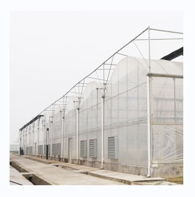 PE Invernadero de varias extensiones para el cultivo y la agricultura de tomate en climas tropicales