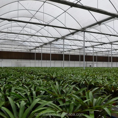 PE Invernadero de varias extensiones para el cultivo y la agricultura de tomate en climas tropicales