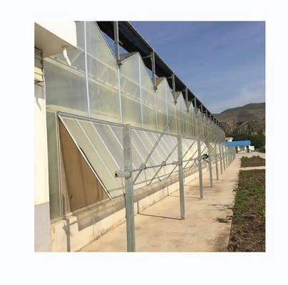 Hortalizas Frutas Flores Invernaderos agrícolas con sistemas hidropónicos