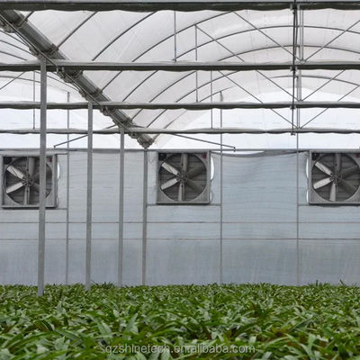 PE Invernadero de varias extensiones para el cultivo y la agricultura de tomate en climas tropicales