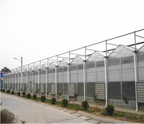 Hortalizas Frutas Flores Invernaderos agrícolas con sistemas hidropónicos