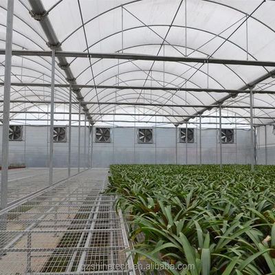 PE Invernadero de varias extensiones para el cultivo y la agricultura de tomate en climas tropicales