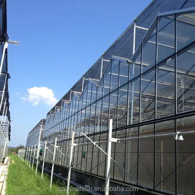 Gran invernadero agrícola inteligente holandés vidrio para tomates pepino lechuga