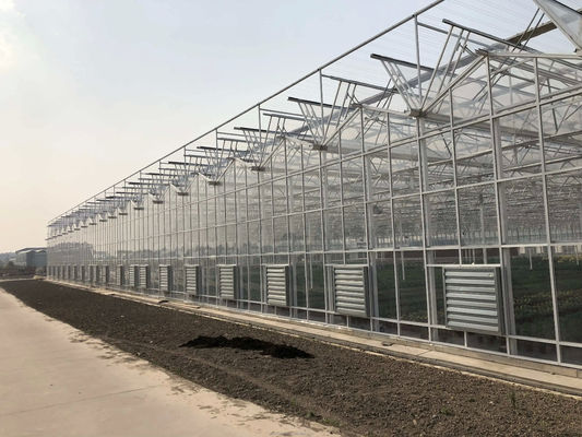 Gran invernadero agrícola inteligente holandés vidrio para tomates pepino lechuga