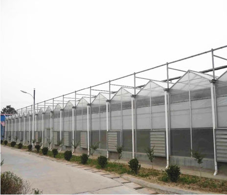 Tomate Cultivar Agricultura Invernaderos Fabricantes en estilo Venlo con cubierta de hoja de PC