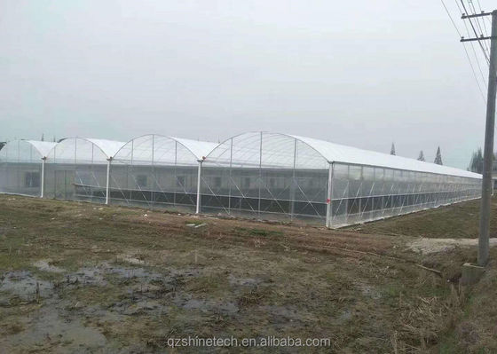 Invernaderos agrícolas de varios tramos de tamaño personalizable con tubo de acero galvanizado a fuego