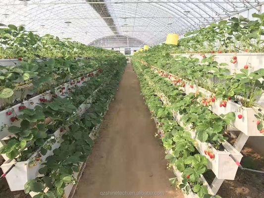 Condición de la tubería de agua de PVC-U para el cultivo de canaletas de fresa en sistema hidropónico