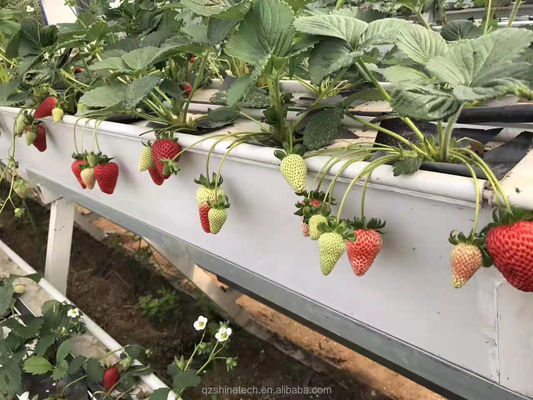 Condición de la tubería de agua de PVC-U para el cultivo de canaletas de fresa en sistema hidropónico