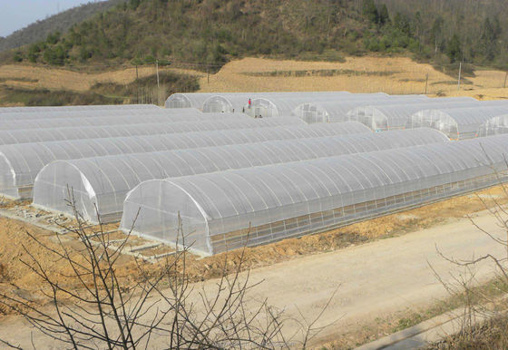 Invernadero de túnel único con película PE de protección UV de 200 micras para el cultivo de tomates y pepinos