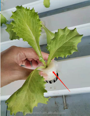 Canal NFT de tipo horizontal de PVC para cultivo de vegetales de hoja hidropónica de tamaño personalizado