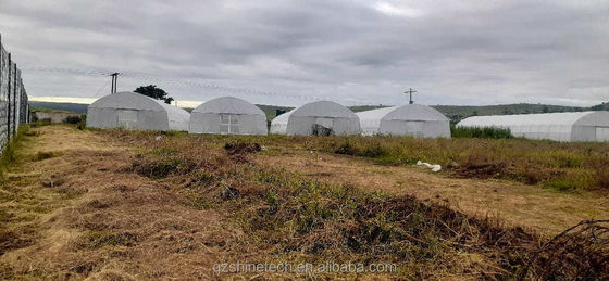 Invernadero de tramo único con marco simple Invernadero de película de túnel poliesférico para la agricultura