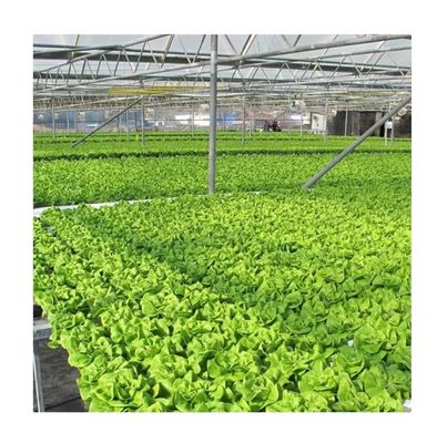Video Inspección saliente Invernadero hidropónico para la producción de vegetales de hoja verde
