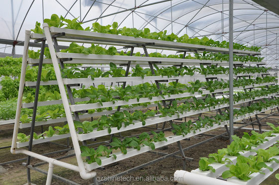 Video Inspección saliente Invernadero hidropónico para la producción de vegetales de hoja verde
