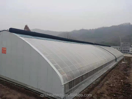 Flor de tomate y fresa invernal hidropónica Invernadero con doble capa de película