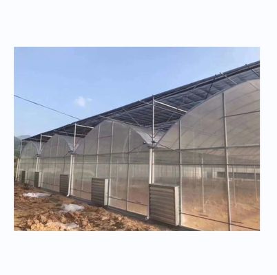 Invernadero de túnel poliesférico de 8 m de ancho para el cultivo de tomates de alto rendimiento