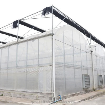 Invernadero de túnel poliesférico de 8 m de ancho para el cultivo de tomates de alto rendimiento