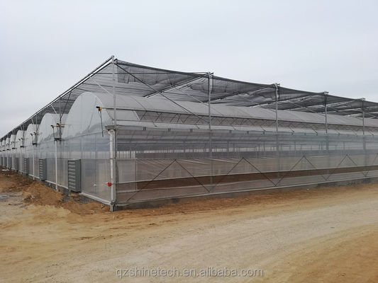 Invernadero de túnel poliesférico de 8 m de ancho para el cultivo de tomates de alto rendimiento