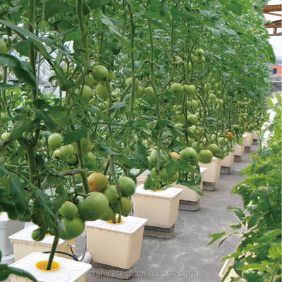 Invernadero de túnel poliesférico de 8 m de ancho para el cultivo de tomates de alto rendimiento