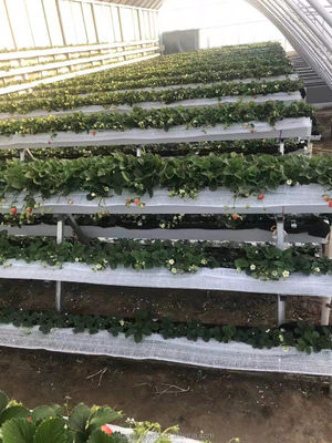 Invernadero vegetal cubierto con película Tres paredes de tierra para calefacción invernal de una sola capa