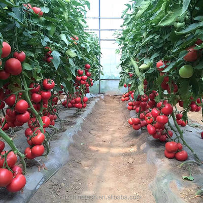 Invernadero de túnel poliesférico de 8 m de ancho para el cultivo de tomates de alto rendimiento
