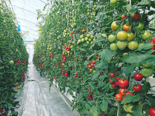 Invernadero de túnel poliesférico de 8 m de ancho para el cultivo de tomates de alto rendimiento