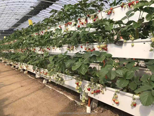La plantación hidropónica de canaletas para el cultivo de chilli pepper, pepino y fresas