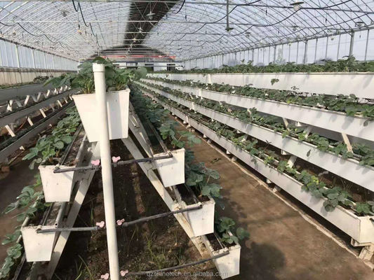 La plantación hidropónica de canaletas para el cultivo de chilli pepper, pepino y fresas